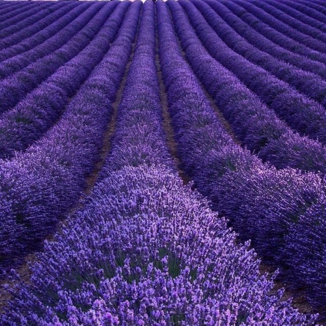Lavender is so beautiful💜
#purity #serenity #Grace #calm #purple