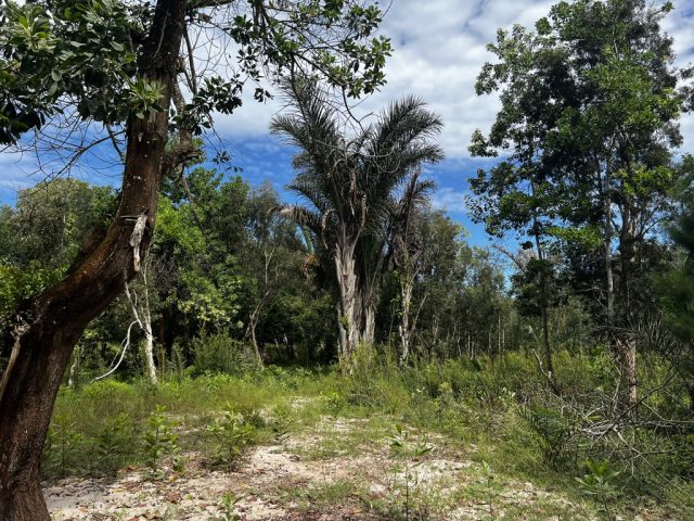 Nos plantations à Mada ! 🇲🇬
#mada #raphia #raffia #natureprotection